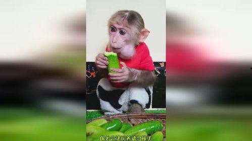恶搞猴子吃瓜,恶搞猴子偷吃瓜,欢乐无限