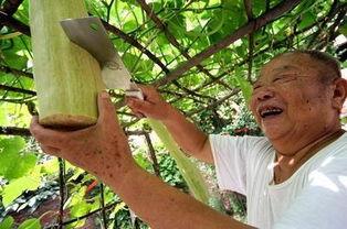 砍瓜怎么砍着吃,探索独特切割艺术,解锁美味新境界