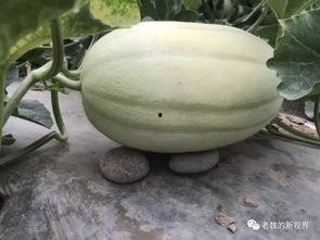 黄后吃瓜,揭秘宫廷背后的八卦风云